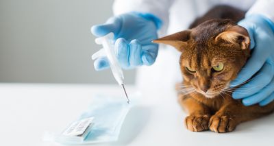 Cat microchipping to become compulsory